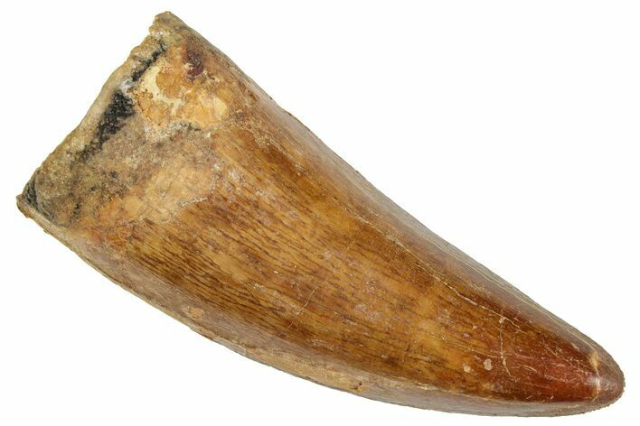 Serrated, Carcharodontosaurus Tooth - Very Thick Tooth #241362